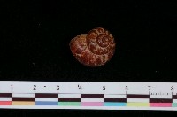 藏品(平瀨大山蝸牛)的圖片